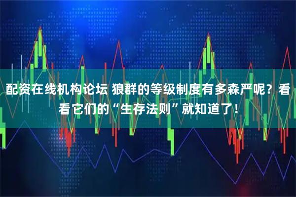 配资在线机构论坛 狼群的等级制度有多森严呢？看看它们的“生存法则”就知道了！